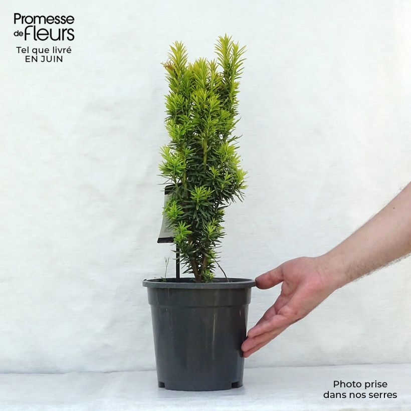 Esemplare di Taxus baccata David - Tasso comune Vaso da 2L/3L consegnato in estate