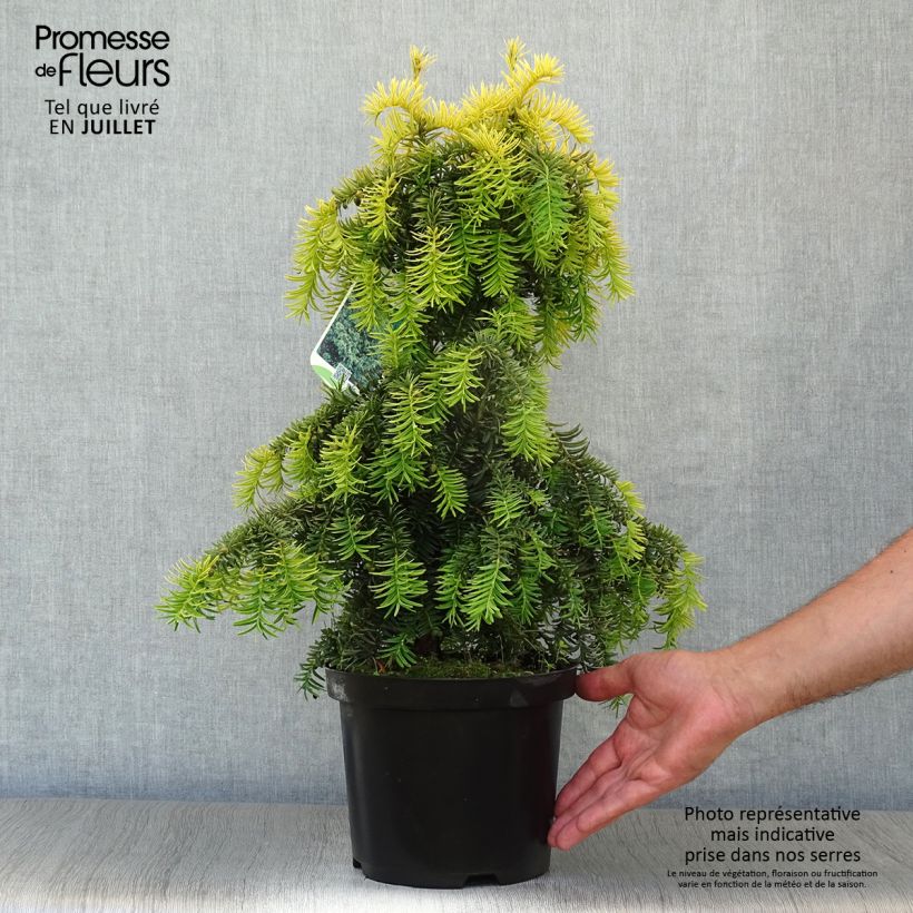 Esemplare di Taxus baccata Dovastonii Aurea - Tasso comune Vaso da 2L/3L consegnato in estate