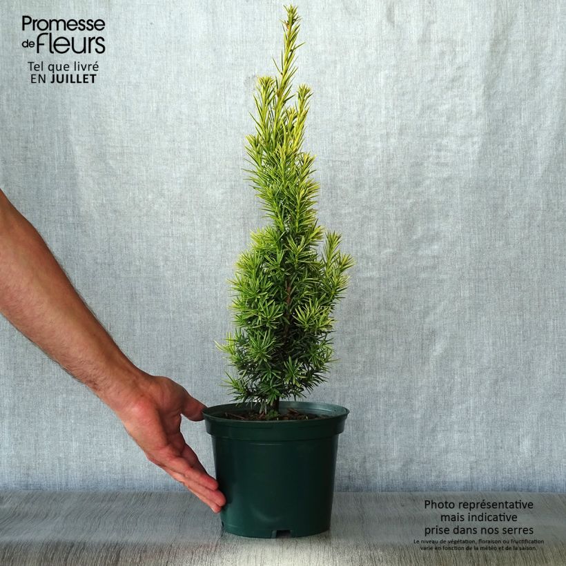 Esemplare di Taxus baccata Fastigiata Aurea - Tasso comune Vaso da 2L/3LAltezza consegnata circa 25/30cm consegnato in estate