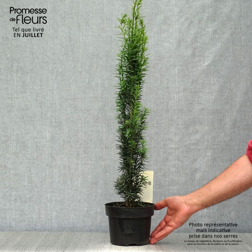 Esemplare di Taxus baccata Fastigiata Robusta - Tasso comune Vaso da 2L/3L consegnato in estate