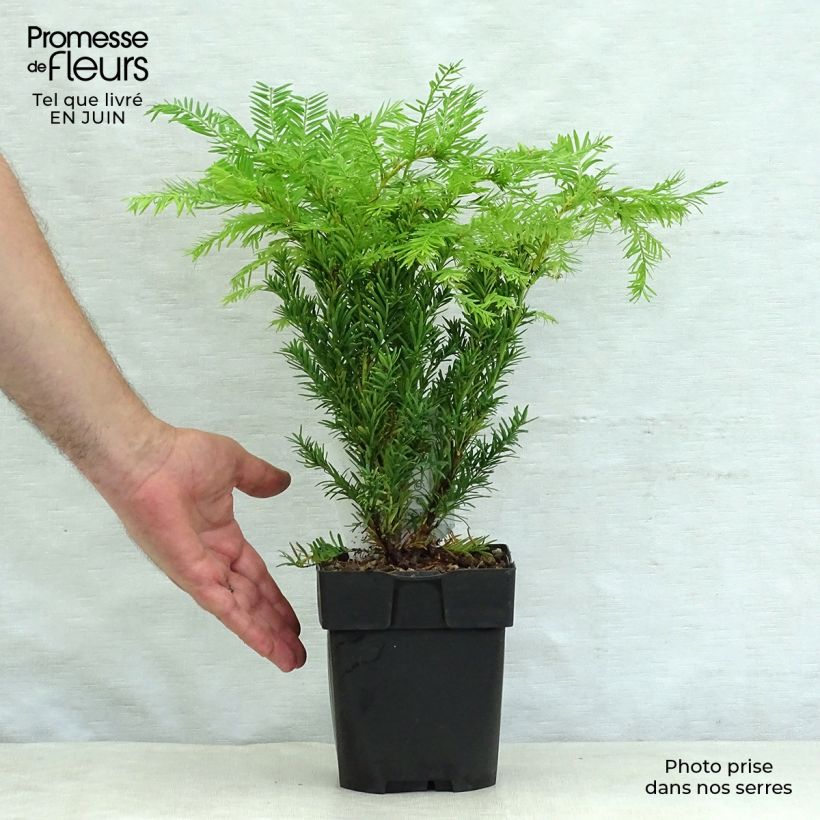 Esemplare di Taxus baccata Semperaurea - Tasso comune Vaso da 2L/3L consegnato in estate