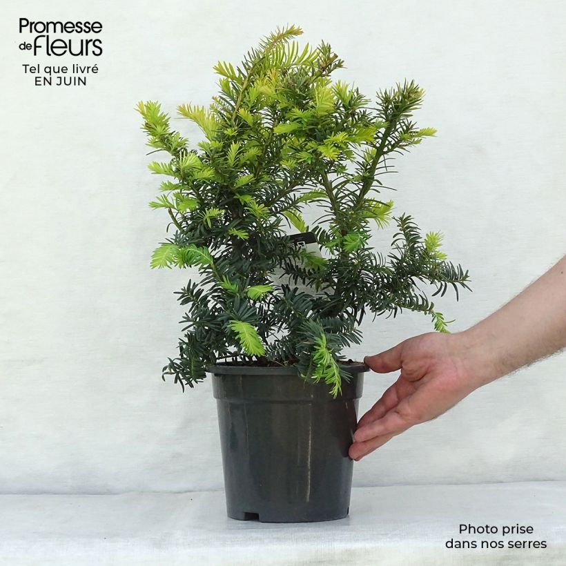 Esemplare di Taxus baccata Summergold - Tasso comune Vaso da 2L/3L consegnato in estate