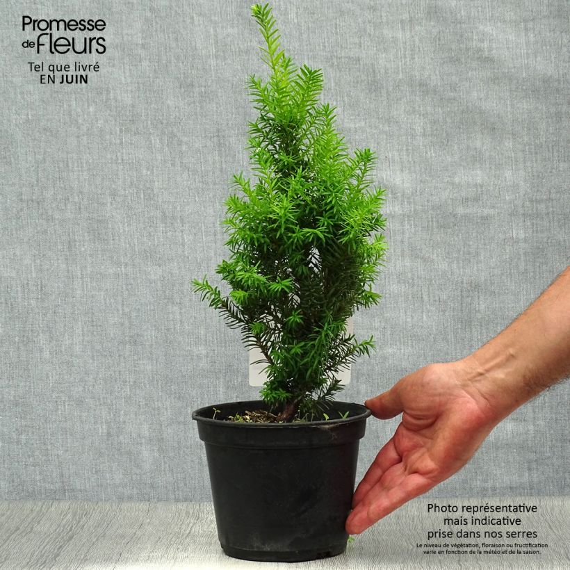 Esemplare di Taxus media Densiformis - Tasso Vaso da 2L/3L consegnato in estate