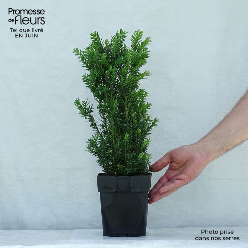 Esemplare di Taxus media Hillii - Tasso Vaso da 2L/3L consegnato in estate