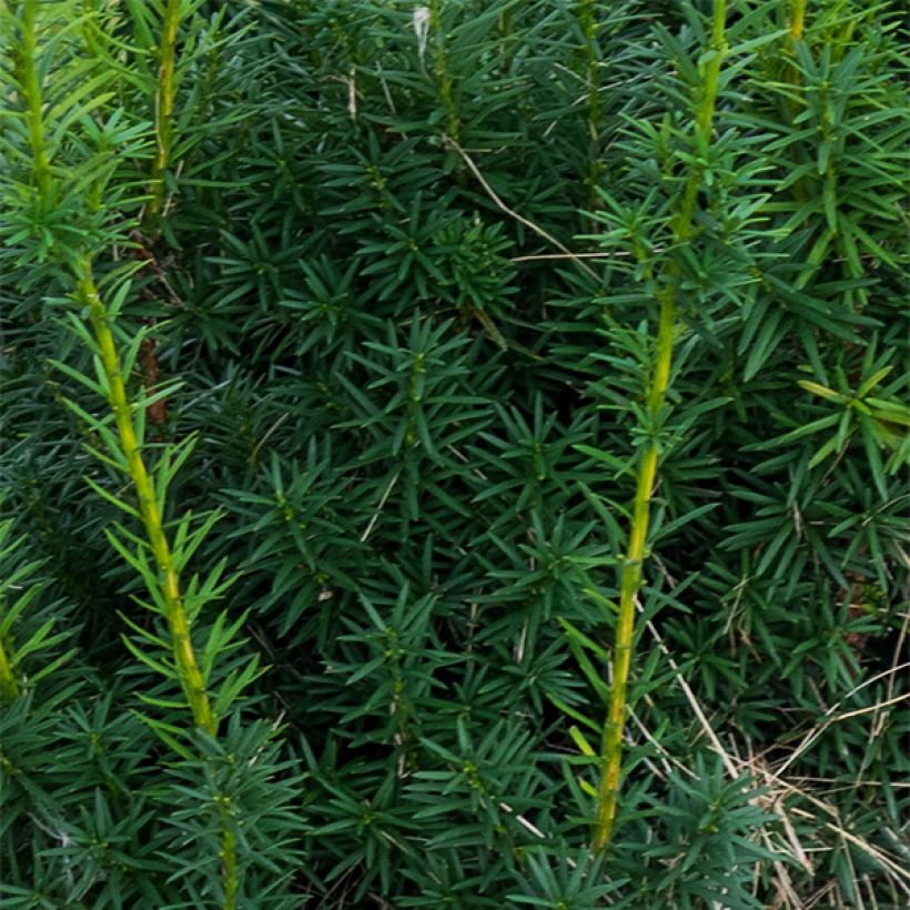 Taxus media Hicksii - Tasso (Fogliame)