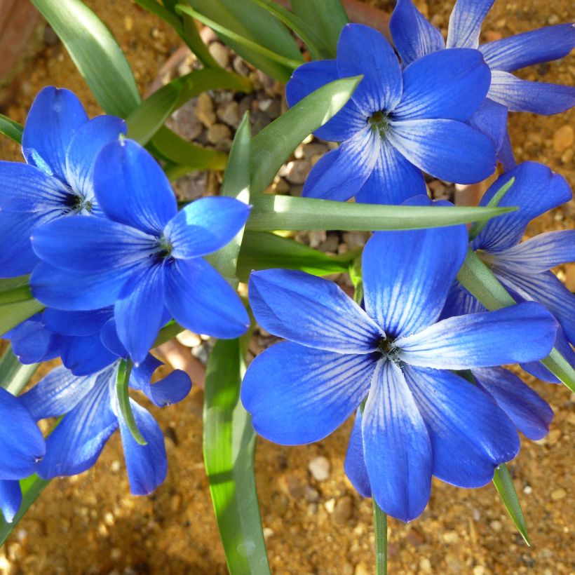 Tecophilaea cyanocrocus (Fioritura)