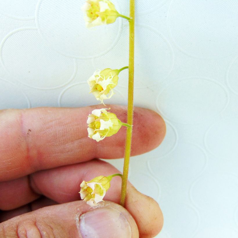 Tellima grandiflora Rubra (Fioritura)