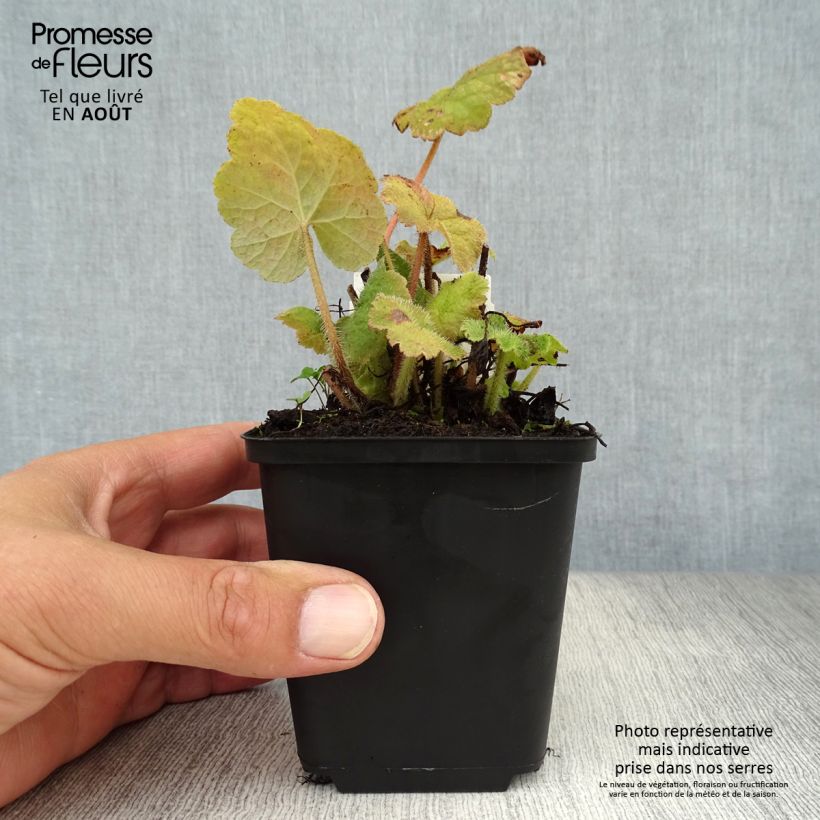 Esemplare di Tellima grandiflora Vasetto da 8/9 cm consegnato in estate