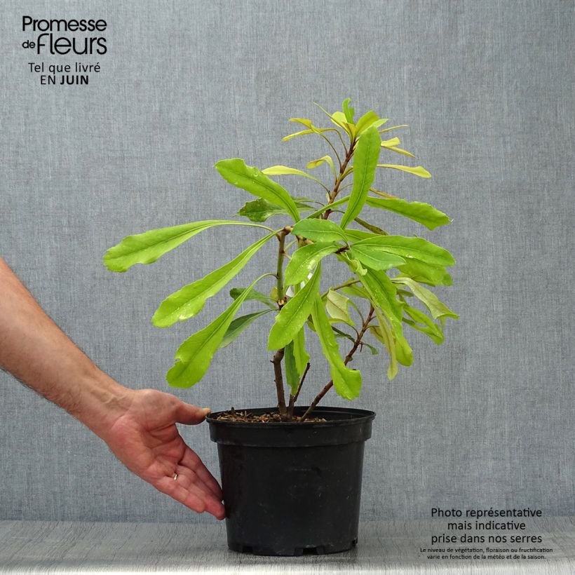 Esemplare di Telopea speciosissima Shady Lady Yellow Vaso da 4L/5L consegnato in estate