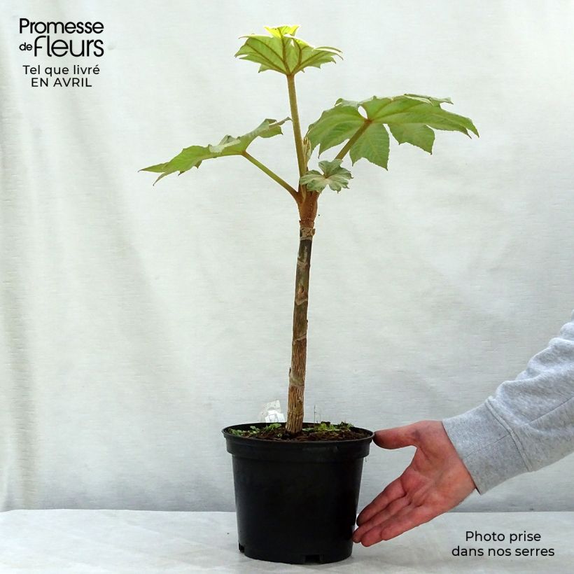 Tetrapanax papyrifera Rex Vaso da 3L/4L esemplare consegnato in primavera