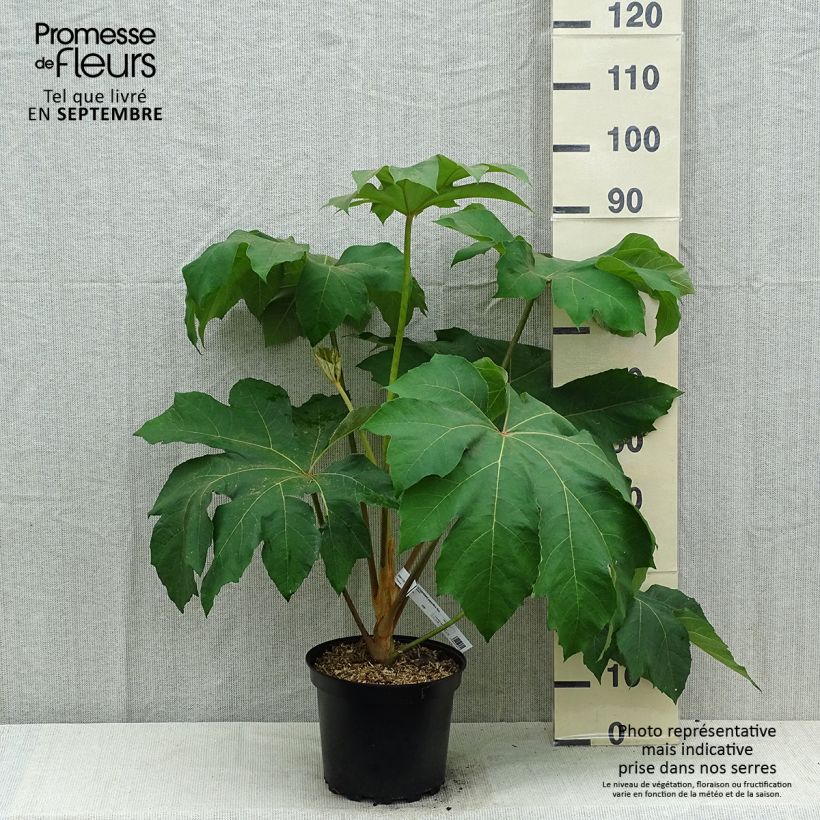 Esemplare di Tetrapanax papyrifera Rex Vaso da 6L/7L consegnato in estate