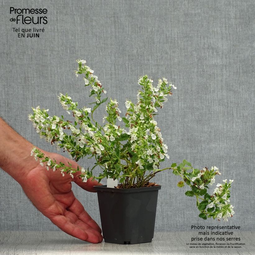 Esemplare di Teucrium chamaedrys Alba - Camedrio comune Vasetto da 8/9 cm consegnato in estate
