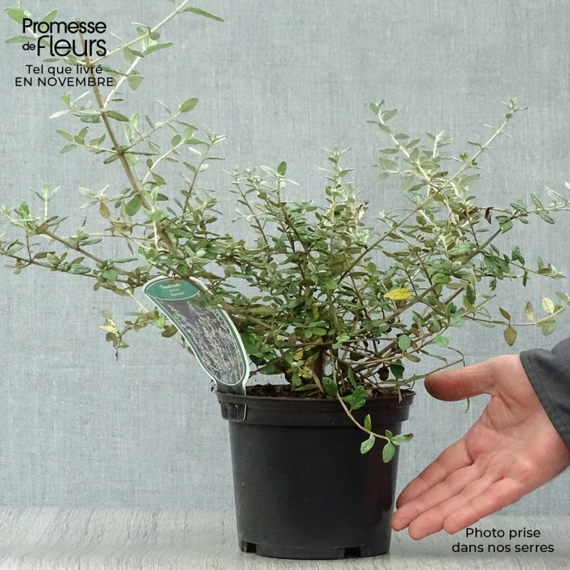 Esemplare di Teucrium fruticans Azureum Vaso da 2L/3L come consegnato in autunno