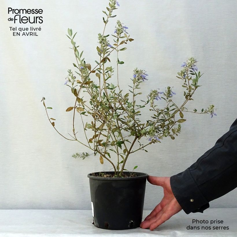 Teucrium fruticans Azureum Vaso da 2L/3L esemplare consegnato in primavera