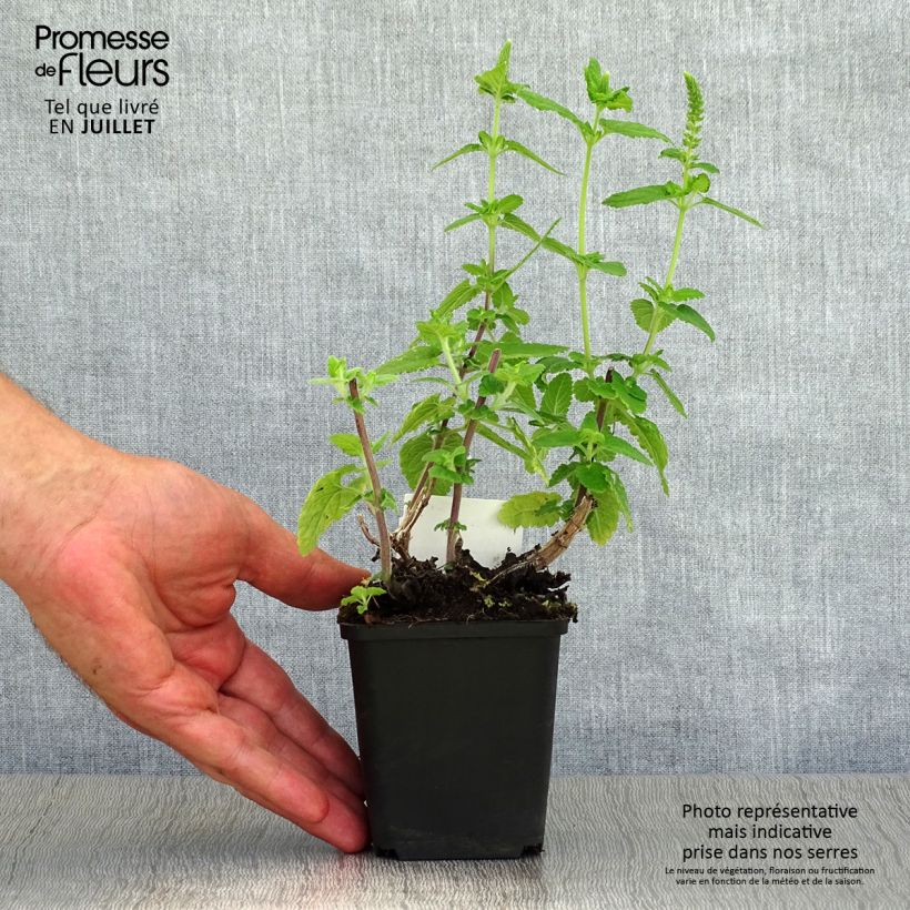 Esemplare di Teucrium hircanicum - Camedrio iraniano Vasetto da 8/9 cm consegnato in estate