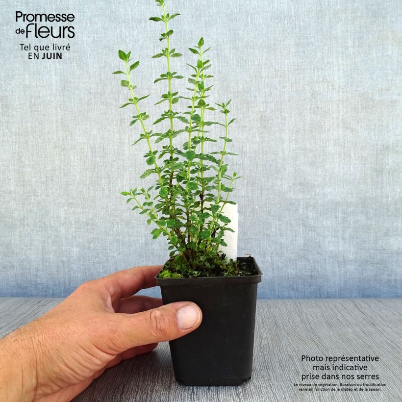 Esemplare di Teucrium lucidrys Vasetto da 8/9 cm consegnato in estate