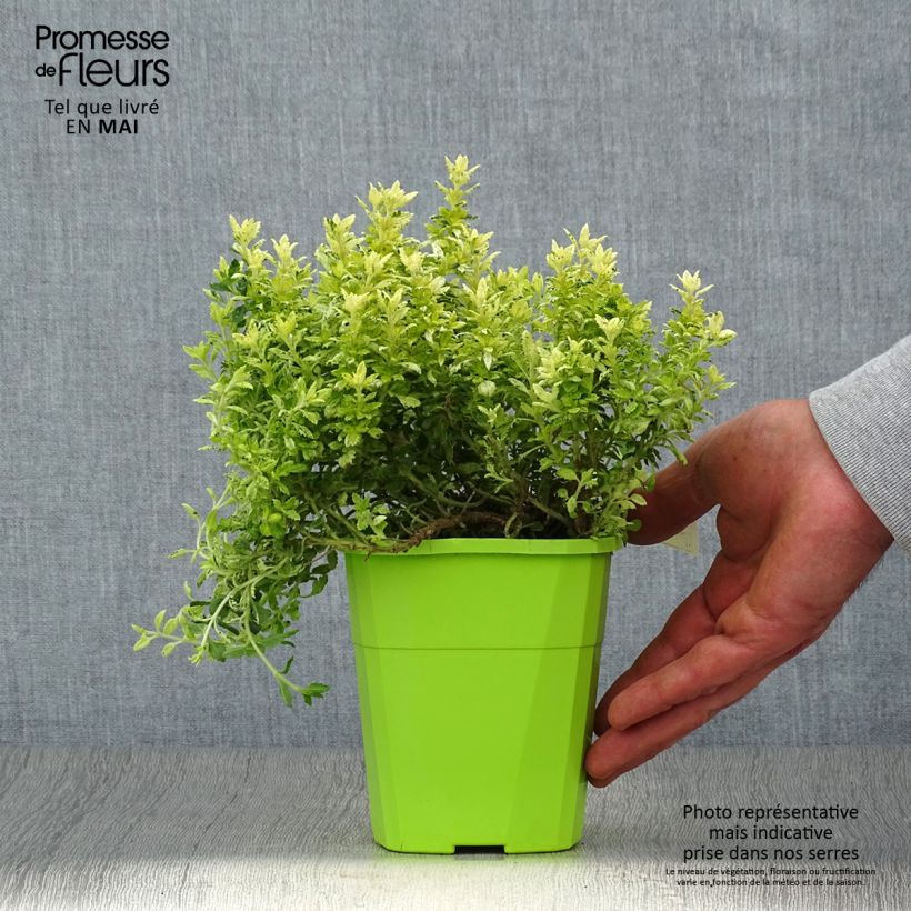 Teucrium lucidrys Lucky Gold Vaso da 1,5L/2L esemplare consegnato in primavera