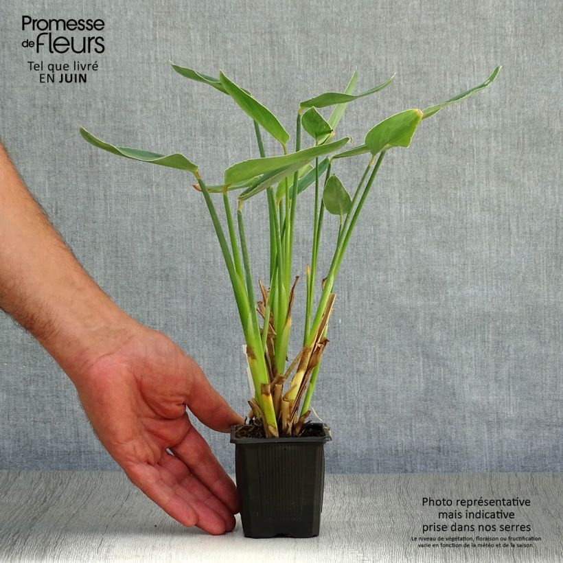Esemplare di Thalia dealbata Vasetto da 8/9 cm consegnato in estate