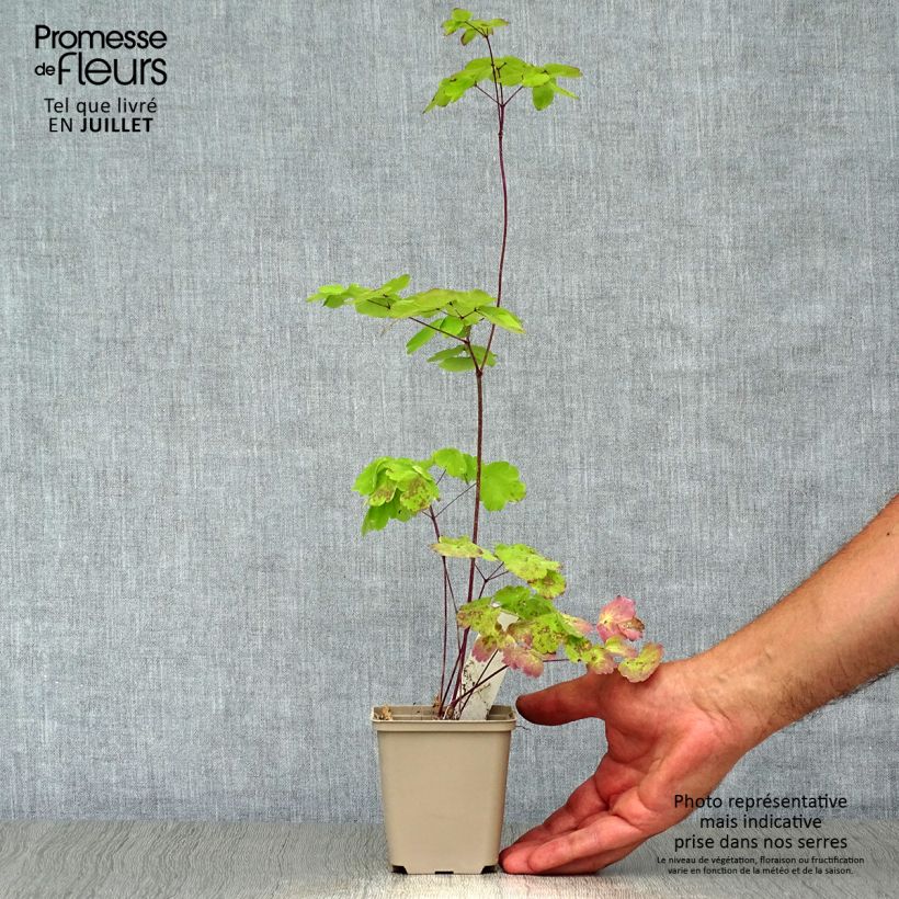 Esemplare di Thalictrum Black Stockings - Pigamo Vasetto da 8/9 cm consegnato in estate