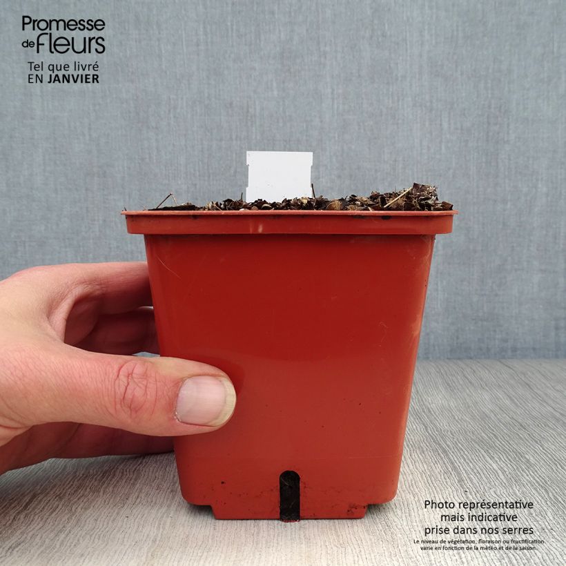 Thalictrum Chantilly Lace - Pigamo Vaso da 1L/1,5L esemplare consegnato in inverno