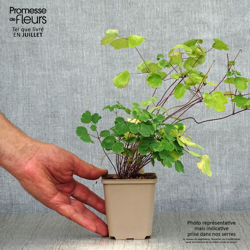 Esemplare di Thalictrum Little Pinkie - Pigamo Vasetto da 8/9 cm consegnato in estate