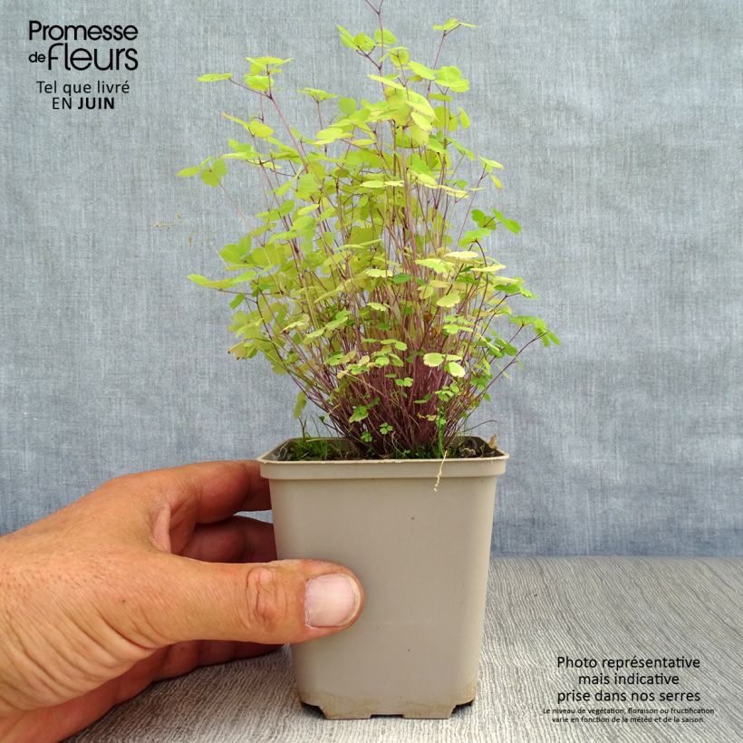 Esemplare di Thalictrum Purplelicious - Pigamo Vasetto da 8/9 cm consegnato in estate