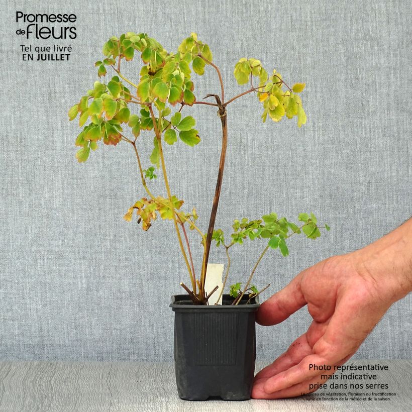Esemplare di Thalictrum aquilegifolium Album - Pigamo colombino Vasetto da 8/9 cm consegnato in estate