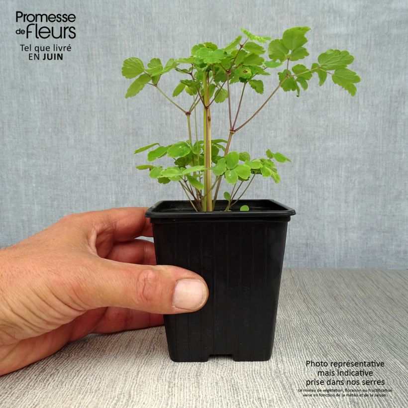 Esemplare di Thalictrum aquilegiifolium - Pigamo colombino Vasetto da 7/8 cm consegnato in estate