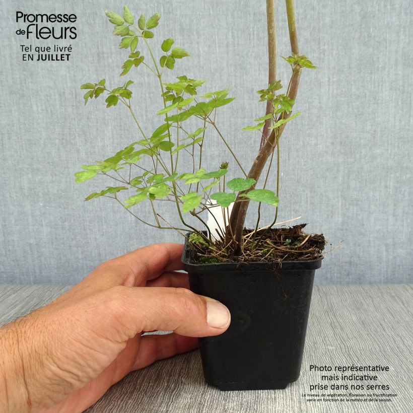 Esemplare di Thalictrum delavayi Ankum - Pigamo Vasetto da 8/9 cm consegnato in estate