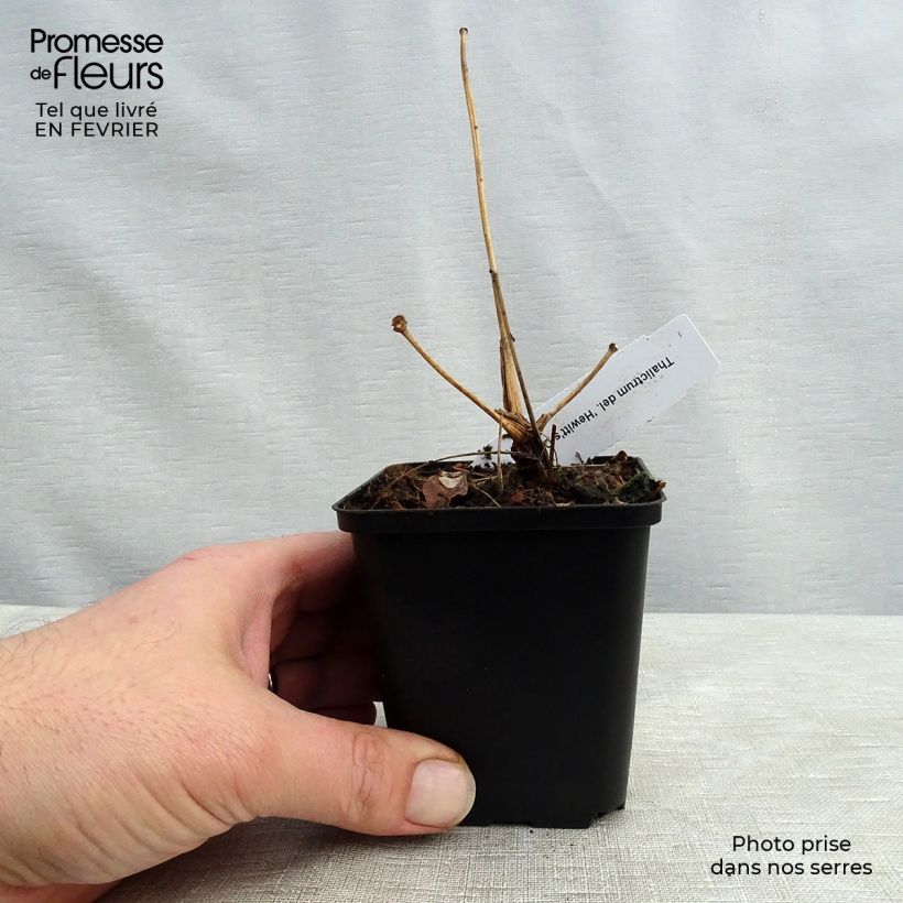 Thalictrum delavayi Hewitt's double - Pigamo Vasetto da 8/9 cm esemplare consegnato in inverno