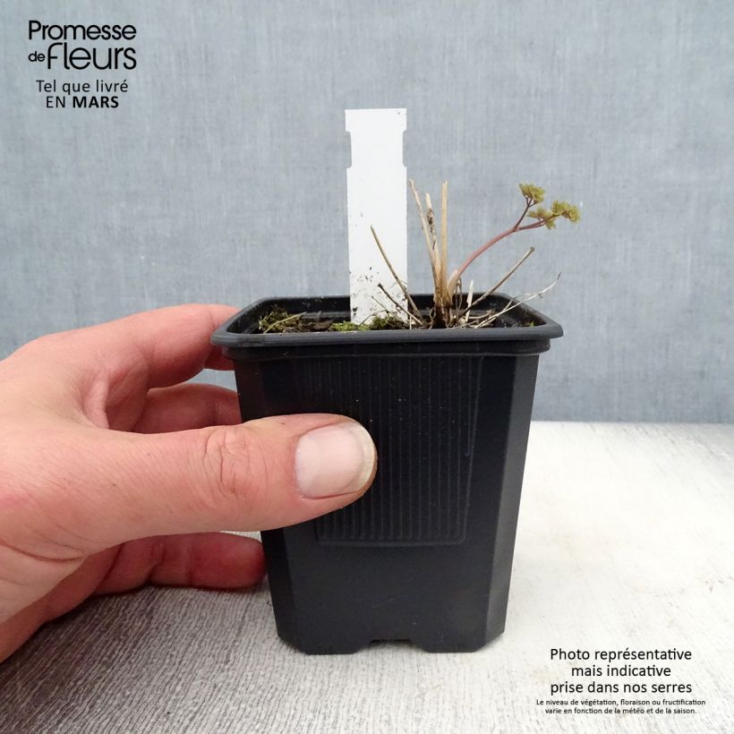 Thalictrum delavayi Hewitt's double - Pigamo Vasetto da 8/9 cm esemplare consegnato in primavera