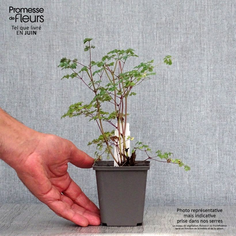 Esemplare di Thalictrum delavayi Hinckley - Pigamo Vasetto da 8/9 cm consegnato in estate