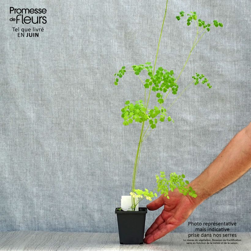Esemplare di Thalictrum delavayi Splendide Album - Pigamo Vasetto da 8/9 cm consegnato in estate