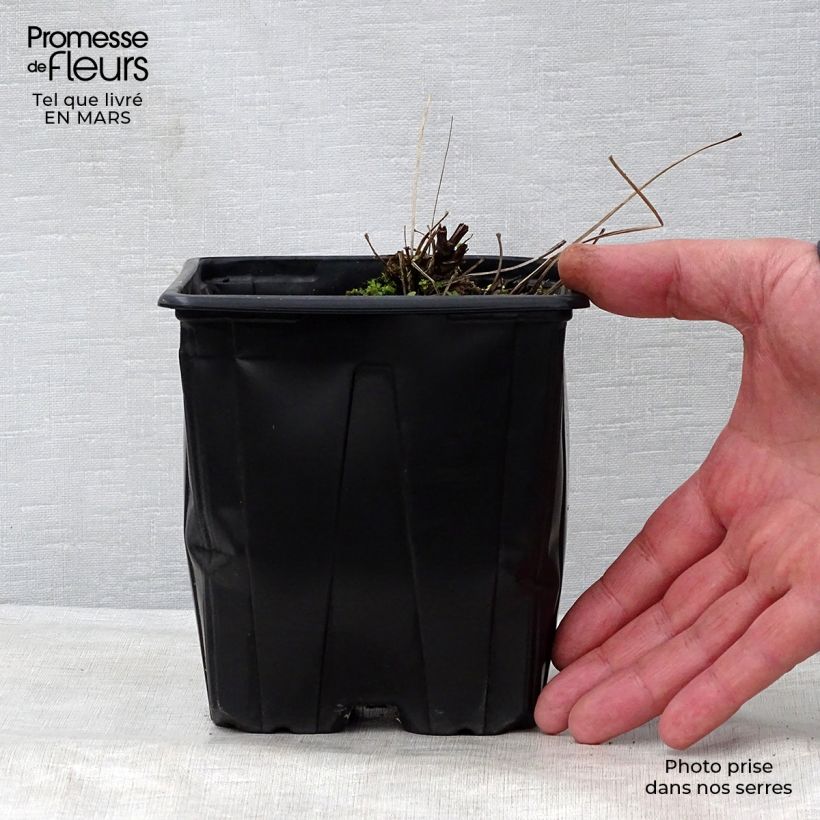 Thalictrum delavayi Splendide Album - Pigamo Vaso da 2L/3L esemplare consegnato in primavera