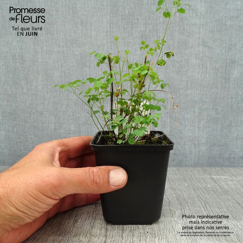 Esemplare di Thalictrum delavayi Splendide - Pigamo Vasetto da 8/9 cm consegnato in estate