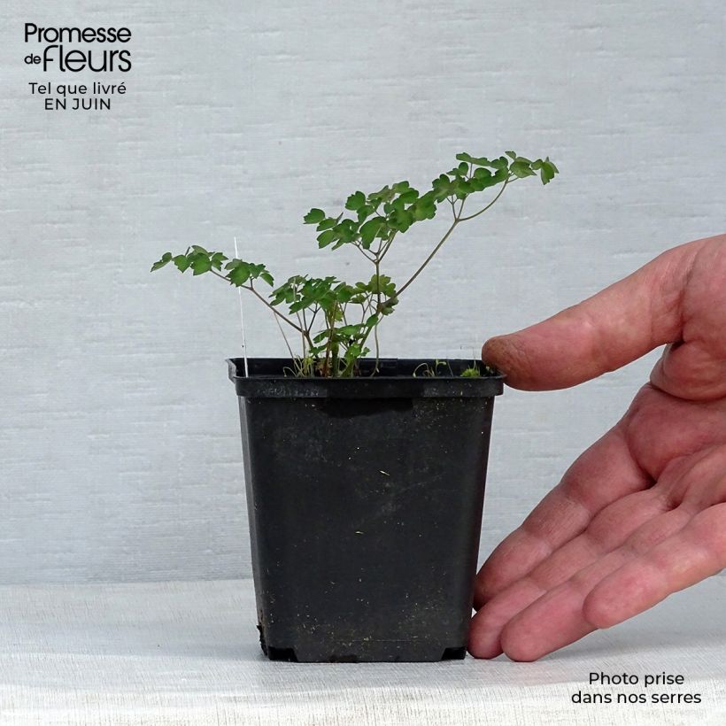 Esemplare di Thalictrum delavayi - Pigamo Vasetto da 8/9 cm consegnato in estate