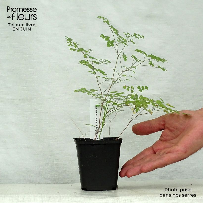 Esemplare di Thalictrum minus Adiantifolium - Pigamo minore Vasetto da 8/9 cm consegnato in estate