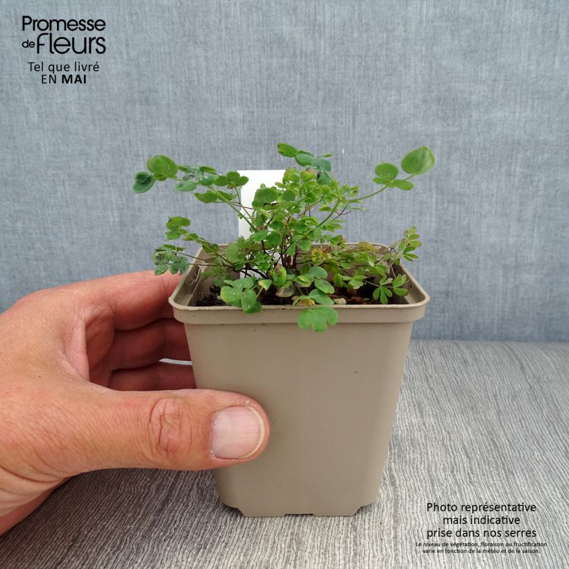 Thalictrum petaloideum - Pigamo Vasetto da 8/9 cm esemplare consegnato in primavera