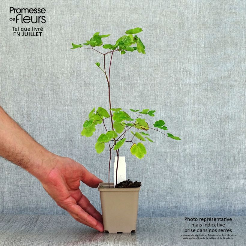 Esemplare di Thalictrum rochebrunianum - Pigamo Vasetto da 8/9 cm consegnato in estate