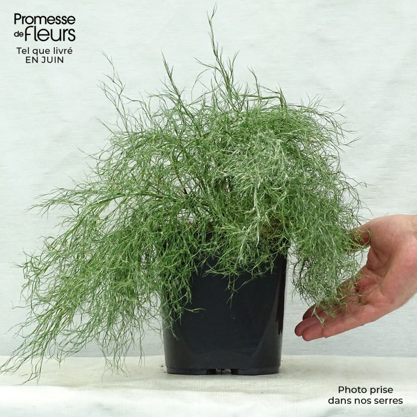 Esemplare di Thamnochortus cinereus Vaso da 3L/4L consegnato in estate