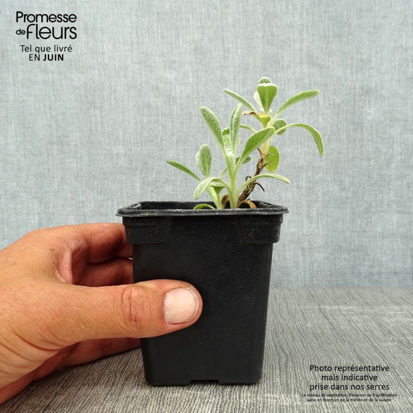 Esemplare di Sideritis syriaca - Stregonia siciliana Vasetto da 7/8 cm consegnato in estate