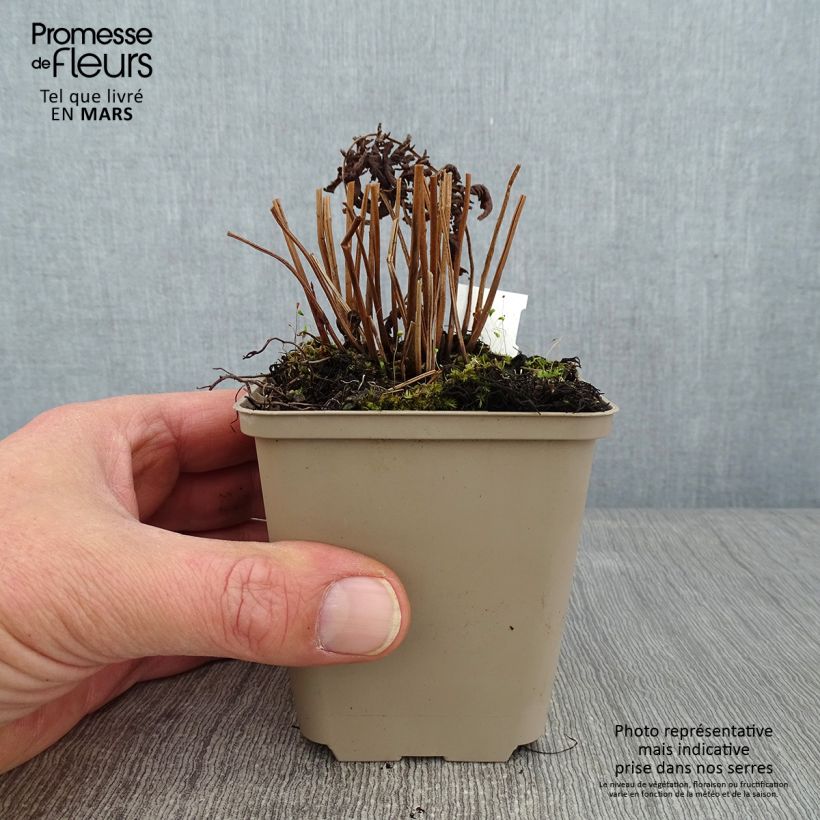Thelypteris kunthii Vasetto da 8/9 cm esemplare consegnato in inverno