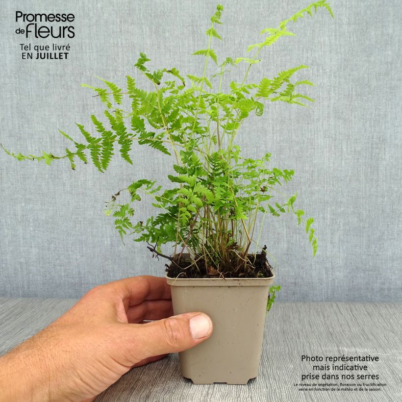 Esemplare di Thelypteris palustris - Felce palustre Vasetto da 8/9 cm consegnato in estate