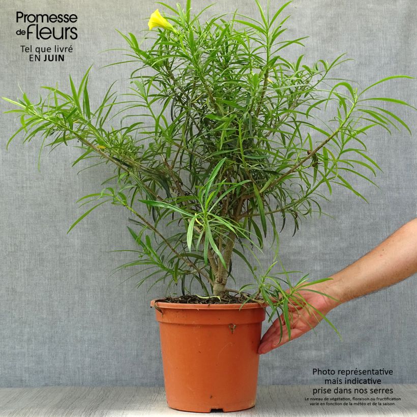 Esemplare di Thevetia peruviana - Oleandro del Perù Vaso da 7,5L/10L consegnato in estate