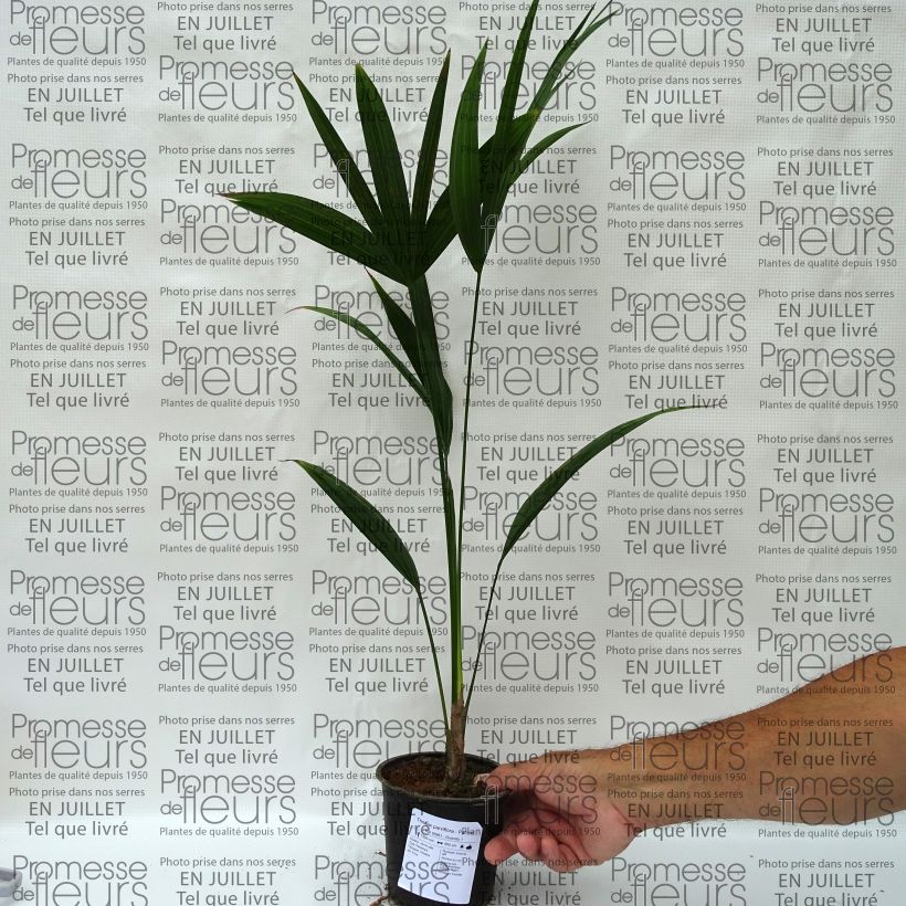 Esemplare di Thrinax parviflora Vaso da Ø 12 cm / 13 cm consegnato in estate