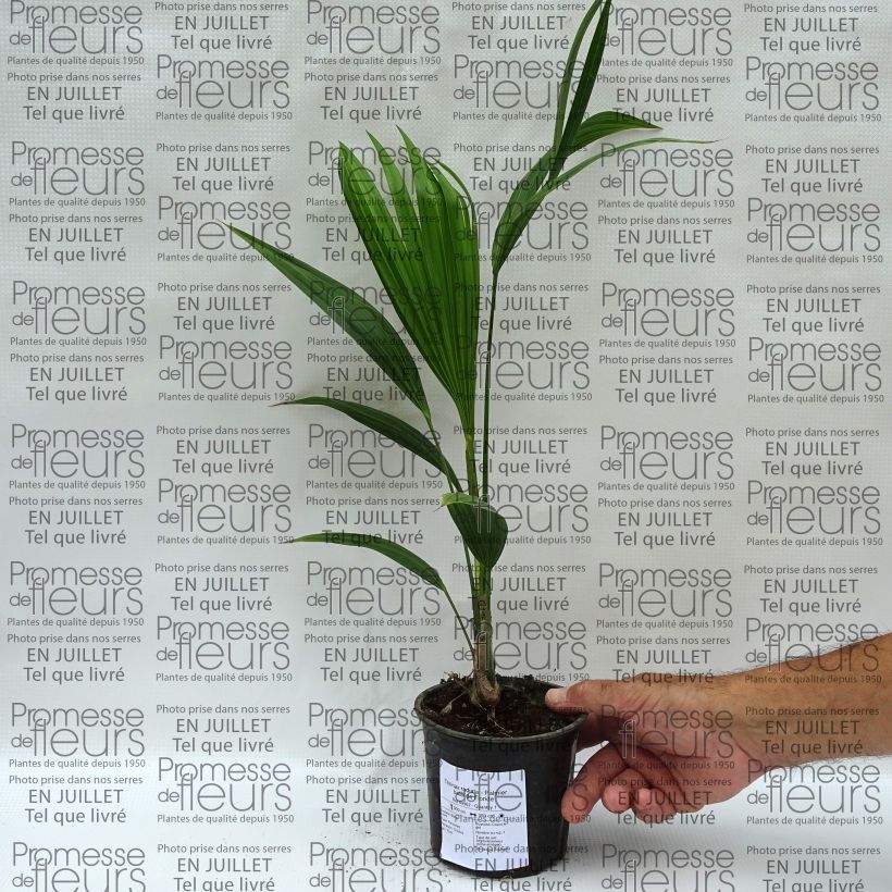 Esemplare di Thrinax radiata Vaso da Ø 12 cm / 13 cm consegnato in estate