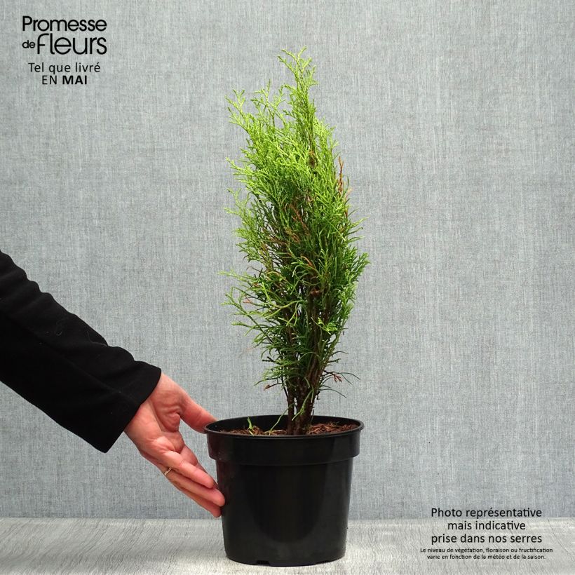 Thuja occidentalis Totem Smaragd - Tuia occidentale Vaso da 2L/3L esemplare consegnato in primavera