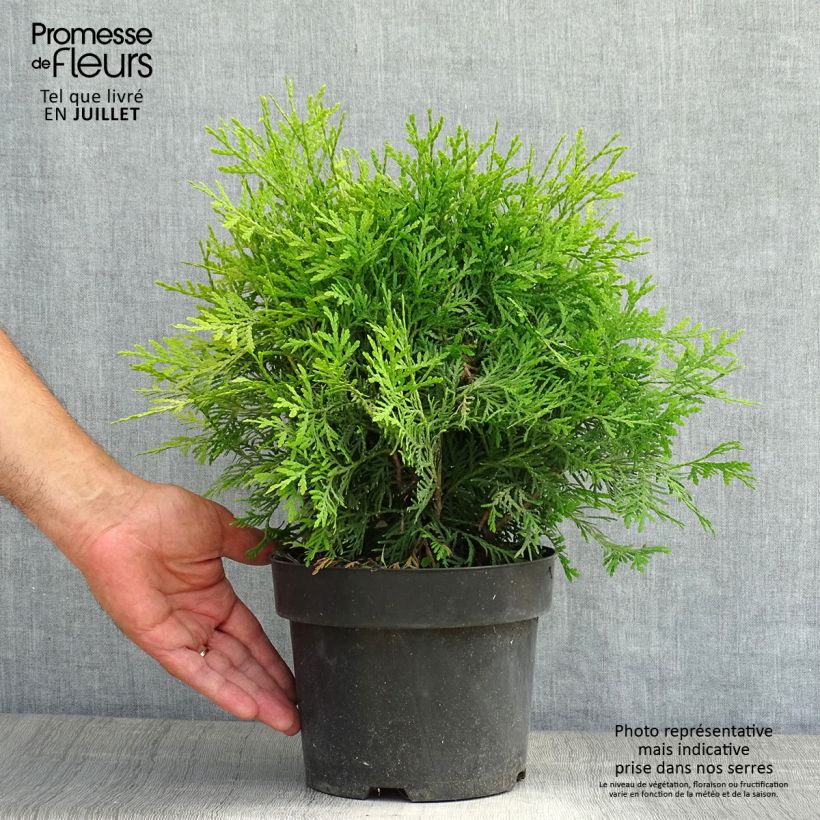 Esemplare di Thuja occidentalis Danica Aurea - Tuia occidentale Vaso da 2L/3L consegnato in estate