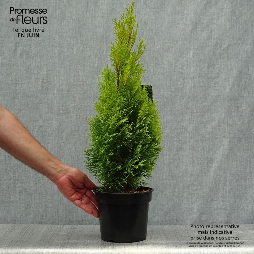 Esemplare di Thuja occidentalis Golden Smaragd - Tuia occidentale Vaso da 2L/3L consegnato in estate
