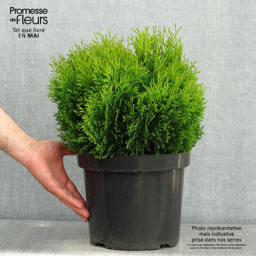 Thuja occidentalis Miky - Tuia occidentale Vaso da 7,5L/10L esemplare consegnato in primavera